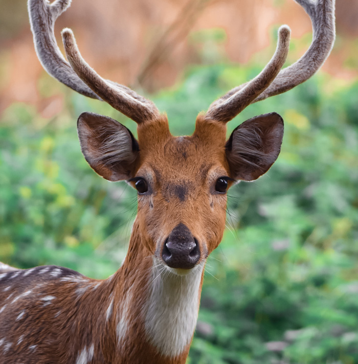 62 Thanksgiving Facts To Dig Through While The Turkey Is In The Oven