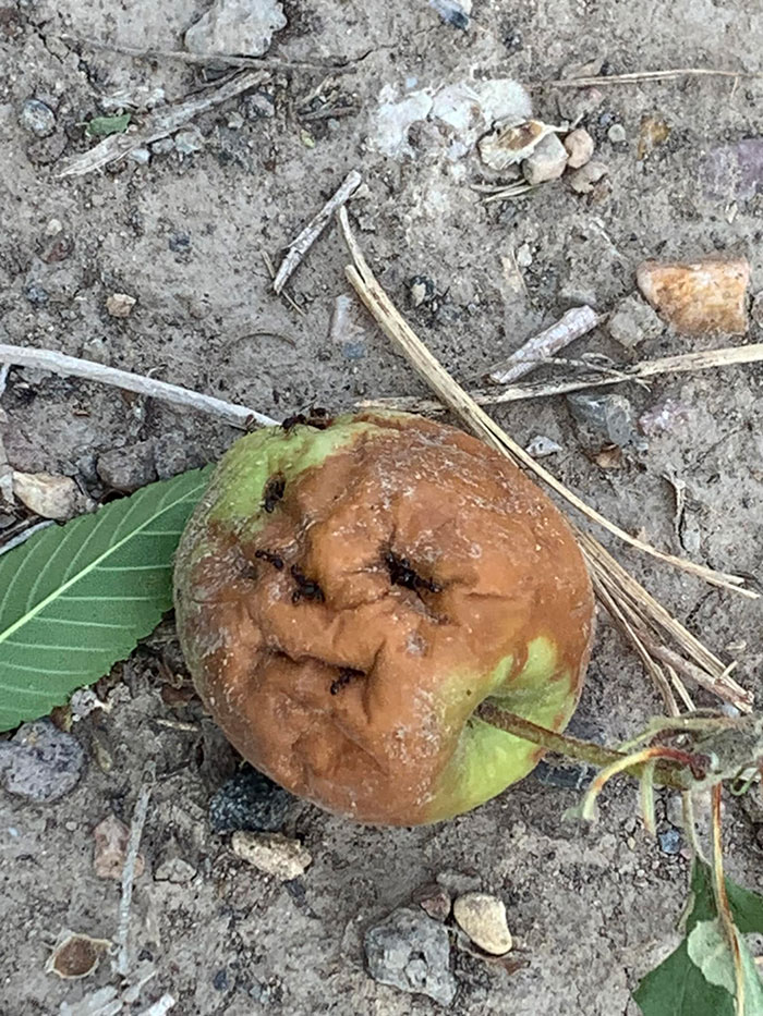 Things-With-Faces-Pics