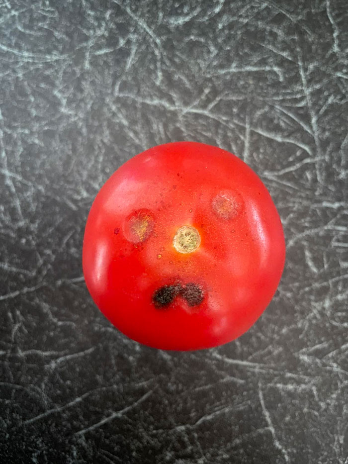 Things-With-Faces-Pics