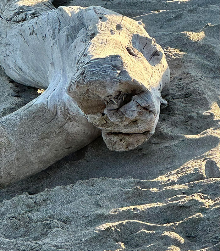 Things-With-Faces-Pics