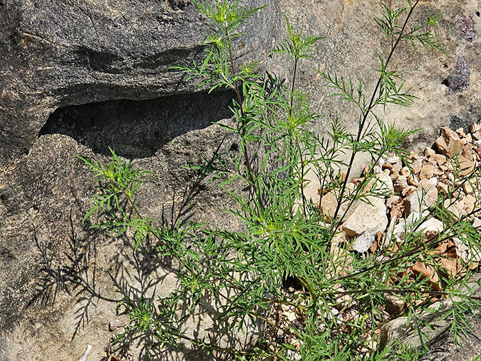 Things-With-Faces-Pics