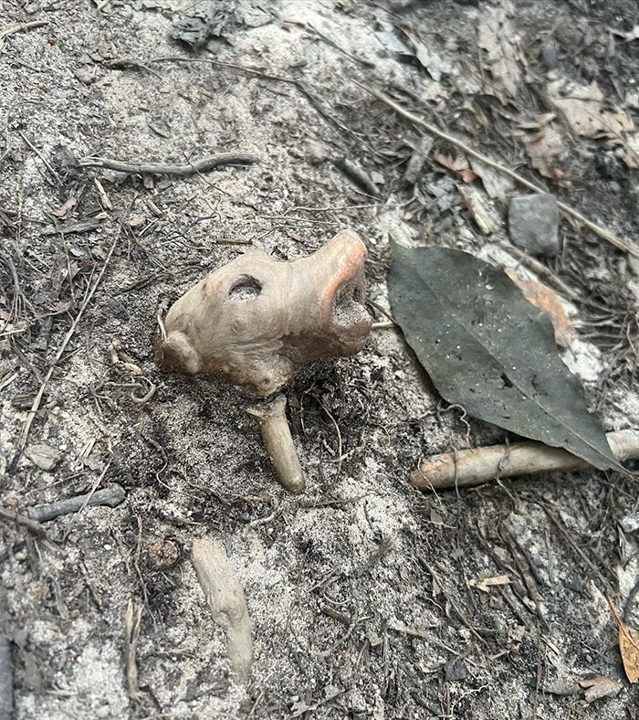 Things-With-Faces-Pics