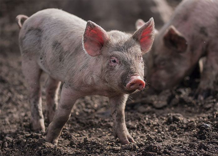 35 Fascinating Facts That People Only Learned Now And Just Had To Share With Others (New Pics)