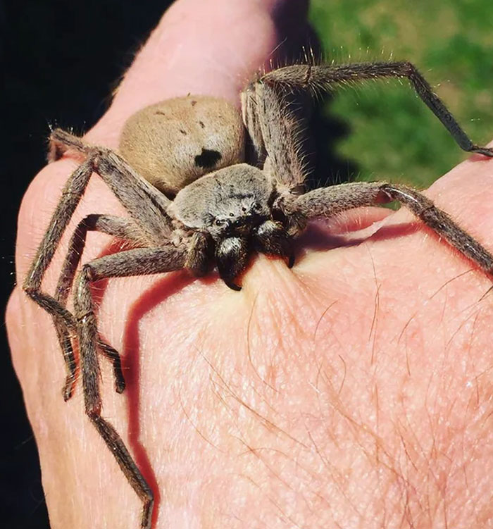 Huntsman Spider Biting Someone