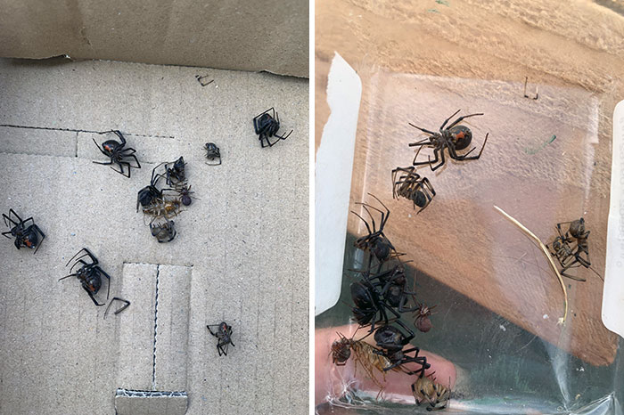 Just Bought A Minivan From A Friend A Few Weeks Ago, Kept Getting Spiderwebs In The Car And Decided To Bug-Bomb It. Found These