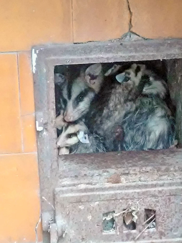 Mis abuelos planeaban arreglar esta vieja estufa, supongo que tendrán que esperar