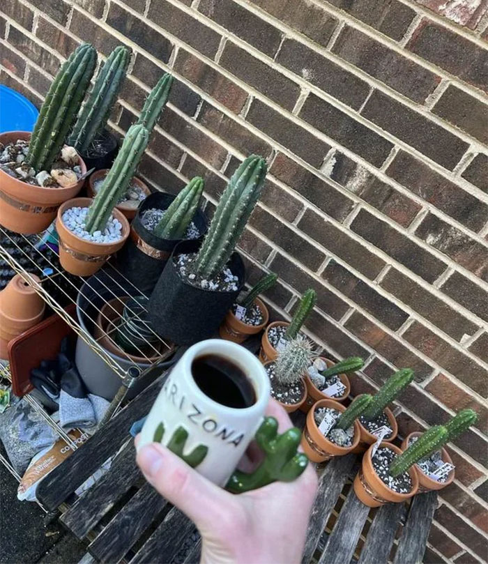 Hand holding Arizona cactus mug filled with coffee in front of various potted cactus plants on a wooden bench.