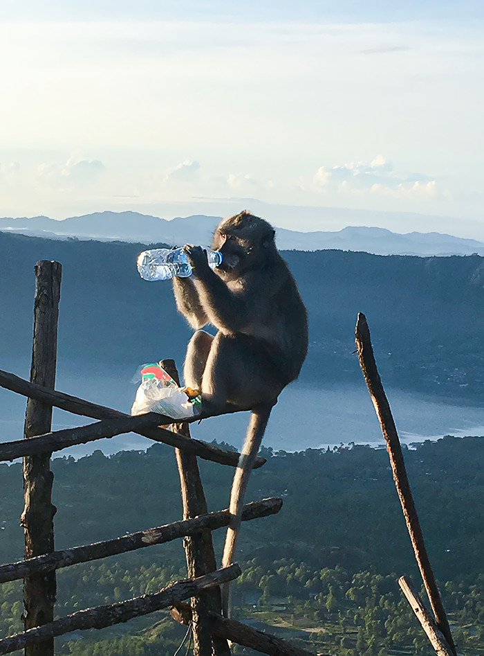 I Hiked A Mountain In Hot Weather. A Monkey Stole My Water At The Top Then Proceeded To Drink It In Front Of Me