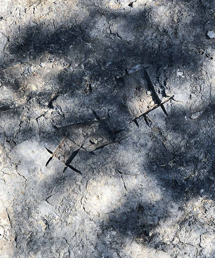 I Went On A Hike To See Fossils And Someone Cut Them All Out