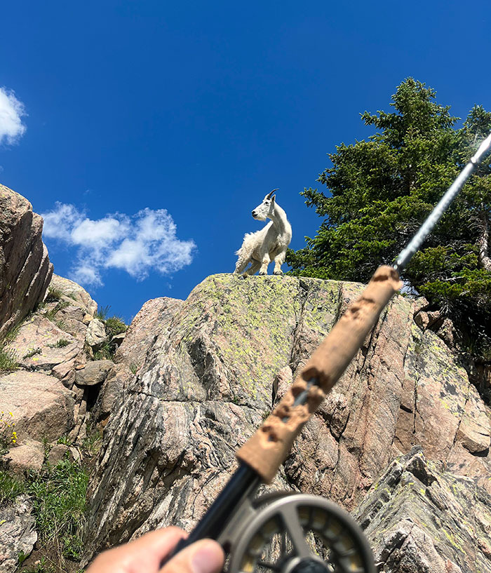 I Hiked 3000 Feet Of Elevation To A High Alpine Lake Only For A Mountain Goat To Eat My Fly Rod