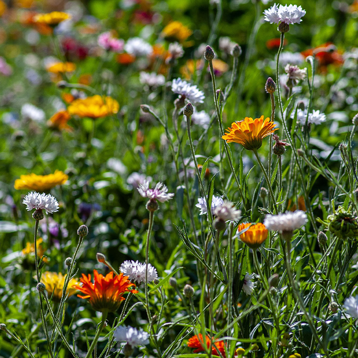 116 Weird Facts That You Just Have To Know