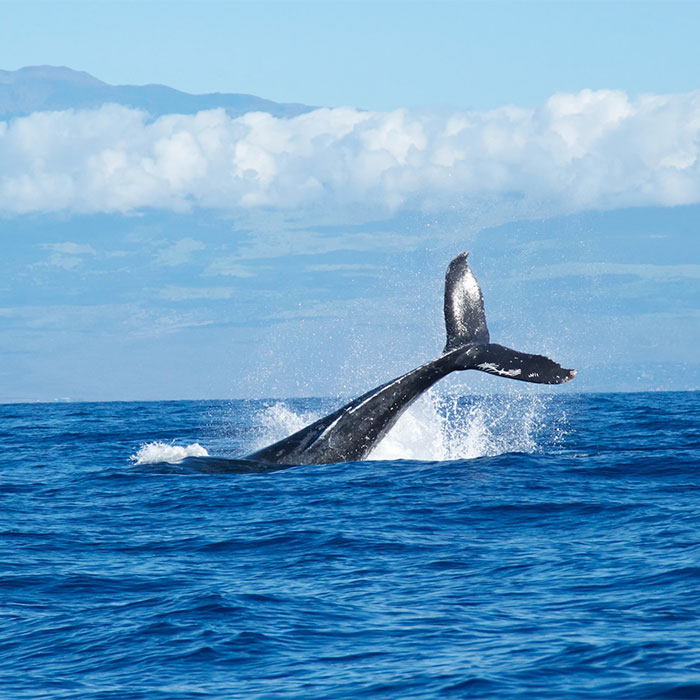 116 Weird Facts That You Just Have To Know