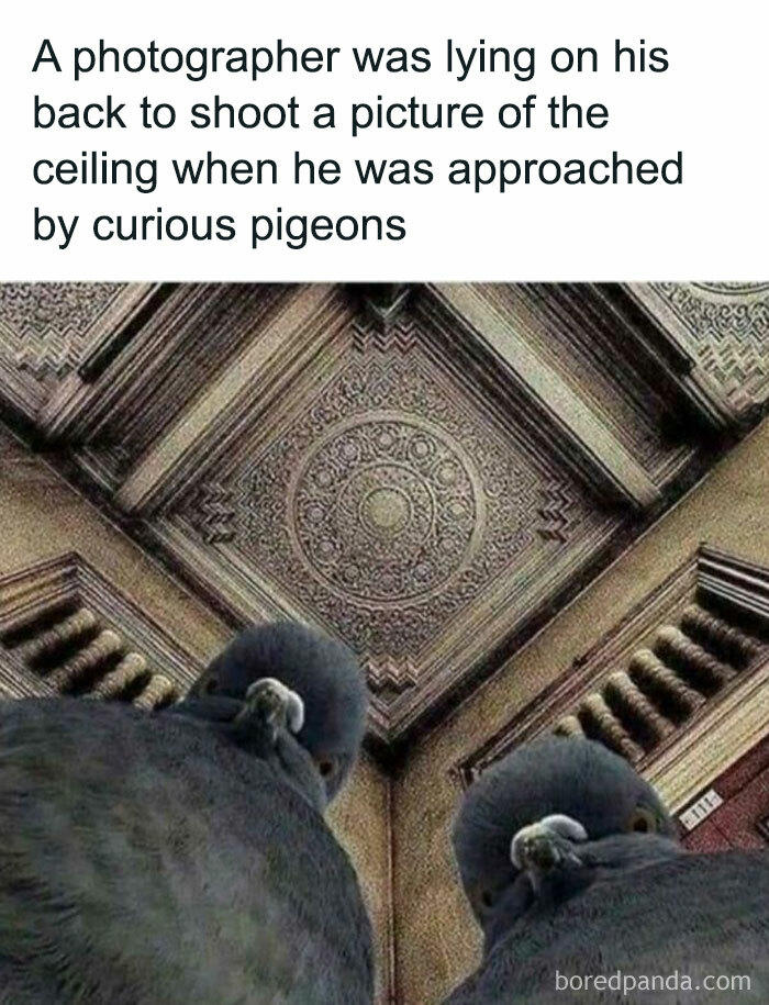 Blessed Pigeons