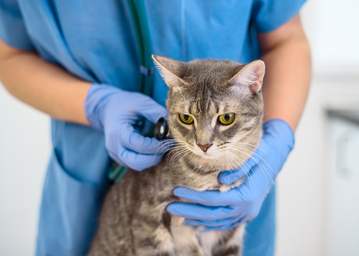 Woman Chooses Her Elderly Cat Over Fianc&eacute; And His Pregnant Daughter, Gets Full Support Online