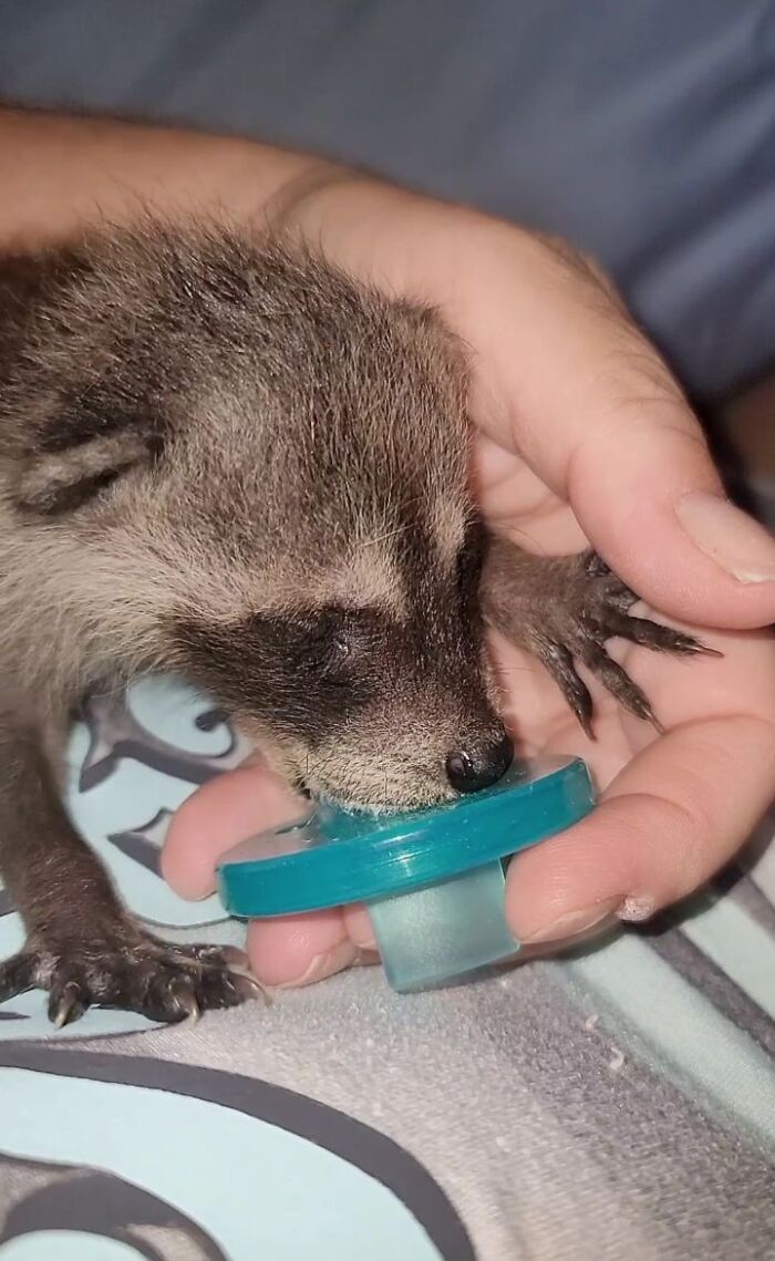 This Rescued Raccoon Fought For His Life Since The Beginning And Now He’s Thriving This Rescued Raccoon Fought For His Life Since The Beginning And Now He’s Thriving