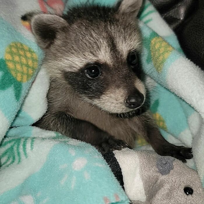 This Rescued Raccoon Fought For His Life Since The Beginning And Now He’s Thriving This Rescued Raccoon Fought For His Life Since The Beginning And Now He’s Thriving