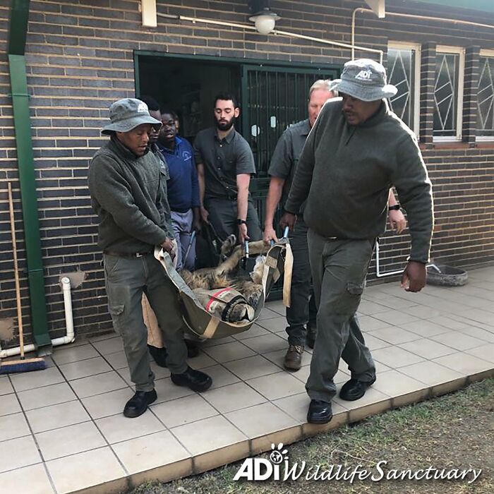Lion Ruben after arriving to South Africa
