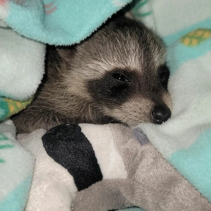 This Rescued Raccoon Fought For His Life Since The Beginning And Now He’s Thriving This Rescued Raccoon Fought For His Life Since The Beginning And Now He’s Thriving