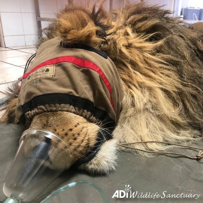 Lion Ruben veterinary checkup 