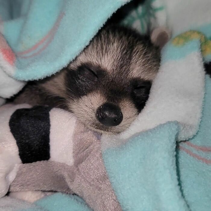 This Rescued Raccoon Fought For His Life Since The Beginning And Now He’s Thriving This Rescued Raccoon Fought For His Life Since The Beginning And Now He’s Thriving