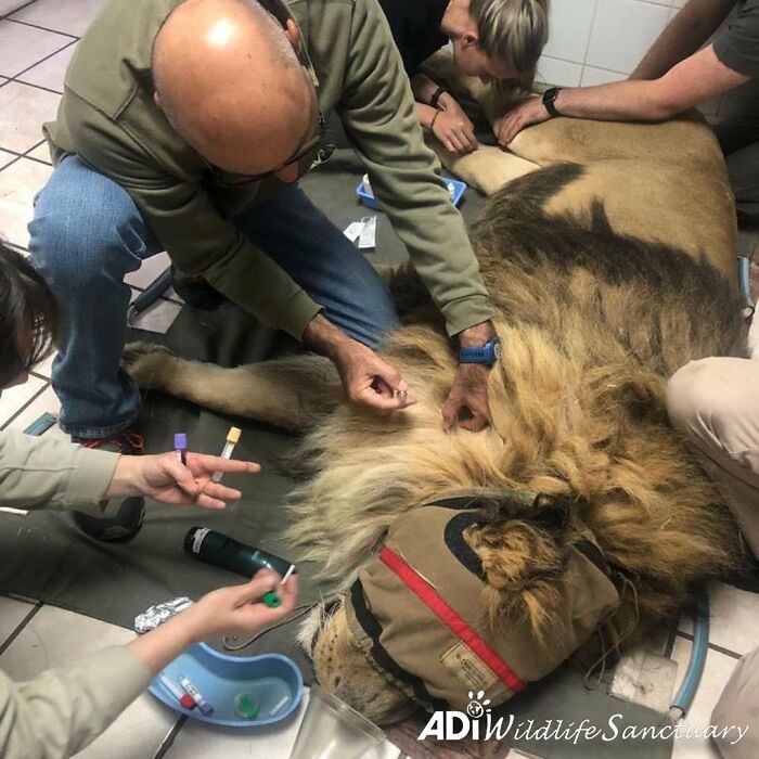 Lion Ruben veterinary checkup 
