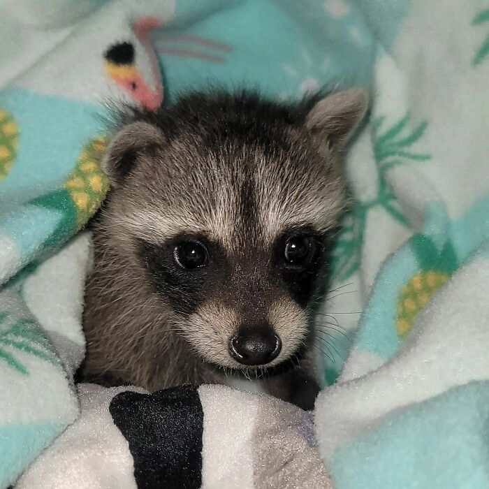 This Rescued Raccoon Fought For His Life Since The Beginning And Now He’s Thriving This Rescued Raccoon Fought For His Life Since The Beginning And Now He’s Thriving
