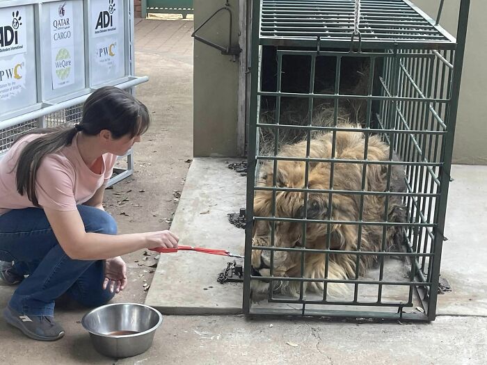 Lion Ruben after arriving to South Africa