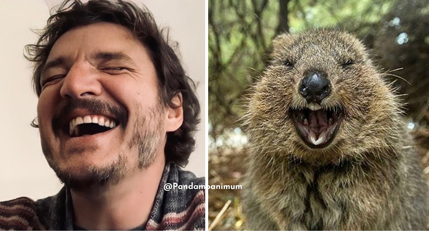 Twitter User Compares Pedro Pascal To Mushrooms And Squirrels And The Result Is Fun And Accurate (20 Pics)