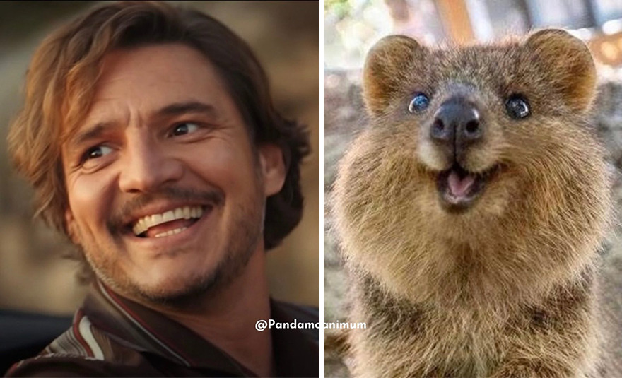 Twitter User Compares Pedro Pascal To Mushrooms And Squirrels And The Result Is Fun And Accurate (20 Pics)
