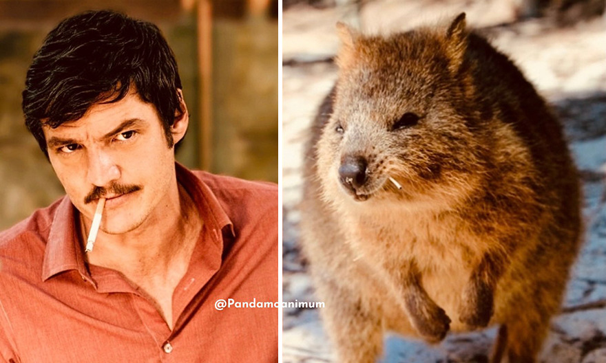 Twitter User Compares Pedro Pascal To Mushrooms And Squirrels And The Result Is Fun And Accurate (20 Pics)