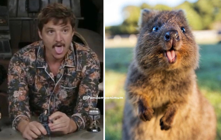 Twitter User Compares Pedro Pascal To Mushrooms And Squirrels And The Result Is Fun And Accurate (20 Pics)