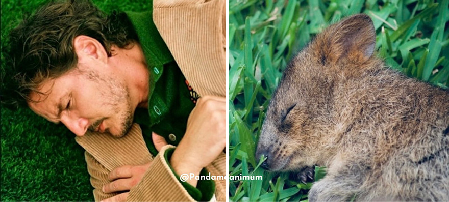 Twitter User Compares Pedro Pascal To Mushrooms And Squirrels And The Result Is Fun And Accurate (20 Pics)