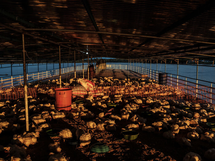 Chickens travel on the top floor of Eduardo 7 Chickens travel on the top floor of Eduardo 7