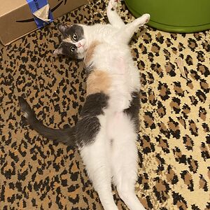 bellebordenski avatar