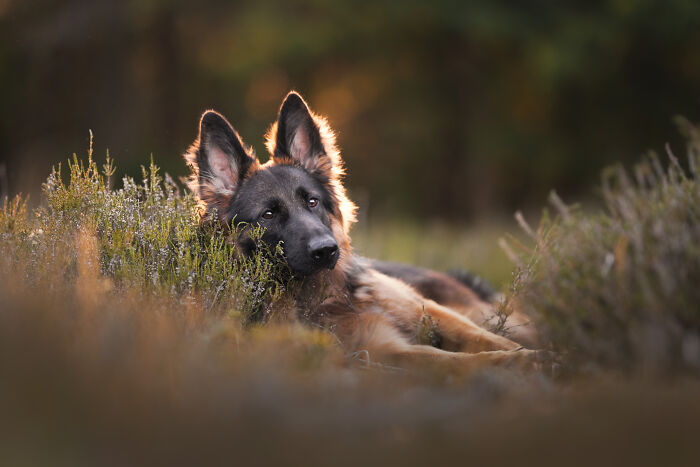 I Am A Dog Photographer And I Try To Capture The Dogs Personality