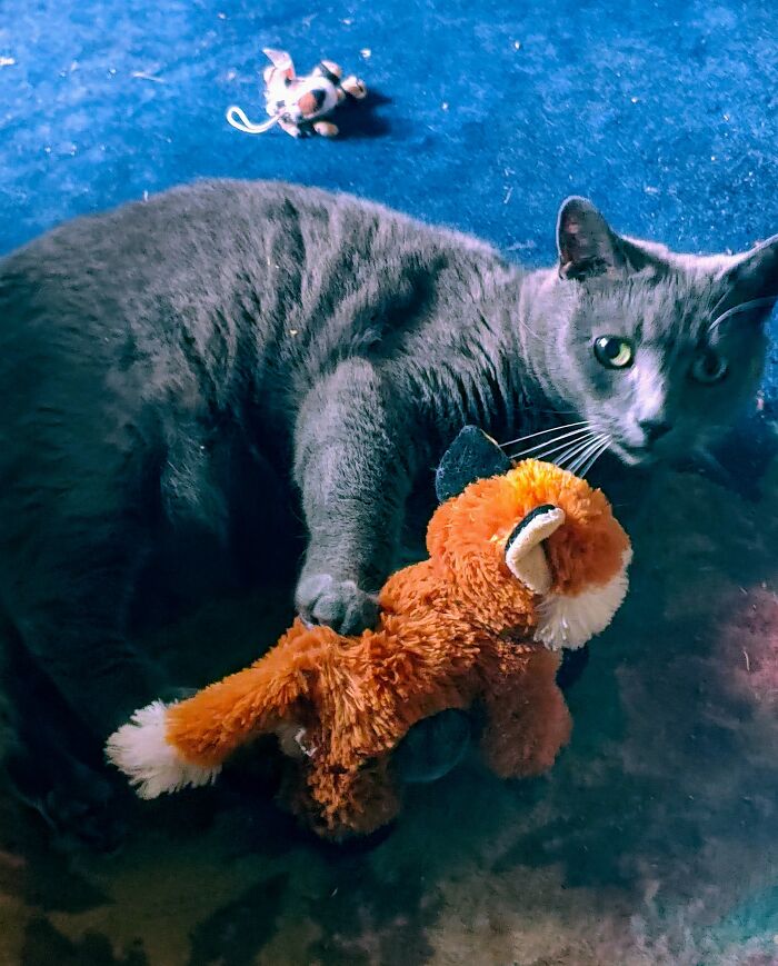 Baba Yaga Cuddling With Her Fox Covered In Catnip