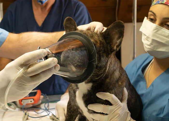 Woman Gets $800 Vet Bill After Her Dog Eats Roommate's Food, Wonders Who's To Blame