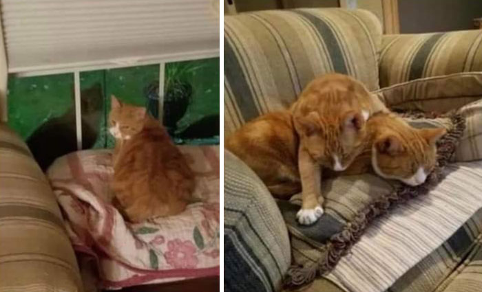 Two orange cats resting on cozy furniture, showcasing heartwarming moments of rescue pet companionship and comfort.