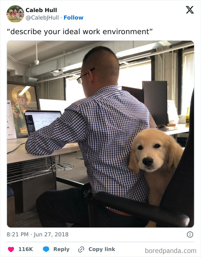 A dog meme featuring a Twitter post by Caleb Hull (@CalebJHull) with the caption, "'describe your ideal work environment'." The image shows a man working at a desk with a laptop, while a fluffy golden retriever puppy sits on his chair, leaning against him. The adorable puppy's presence highlights the ideal and heartwarming work environment. The tweet is dated June 27, 2018, at 8:21 PM, and has several reactions, including likes and retweets.