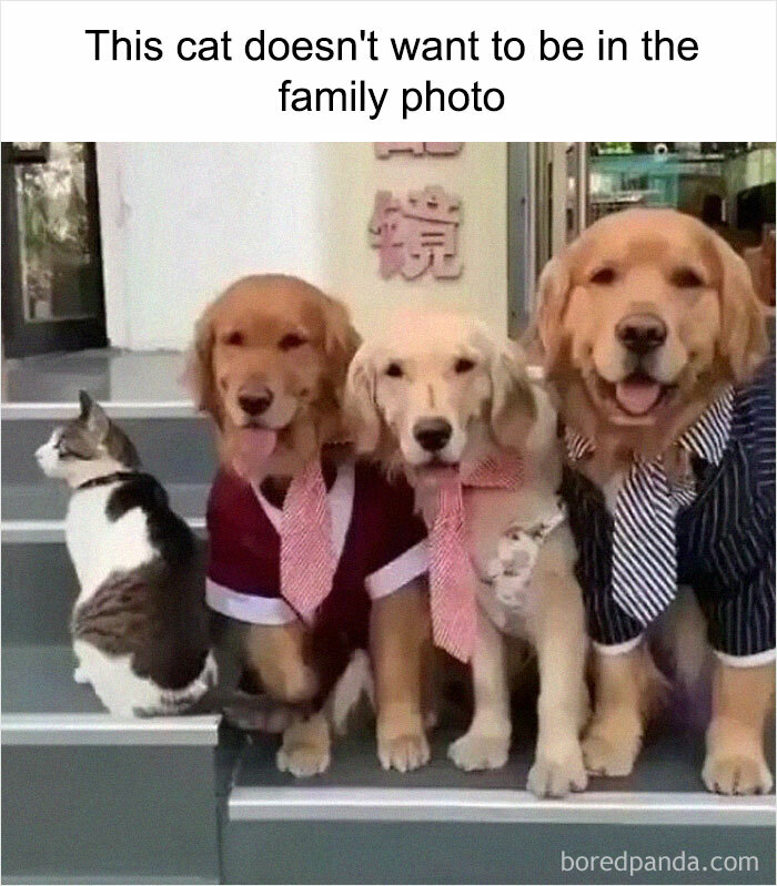 Funny-Sarcastic-Memes-Pics