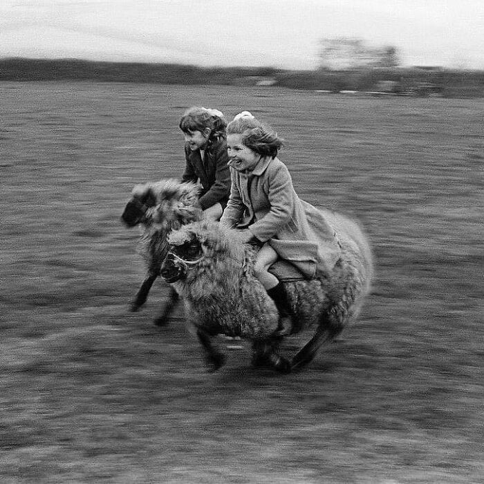 Two girls laughing and racing on sheep in a black and white historical photo from the past.