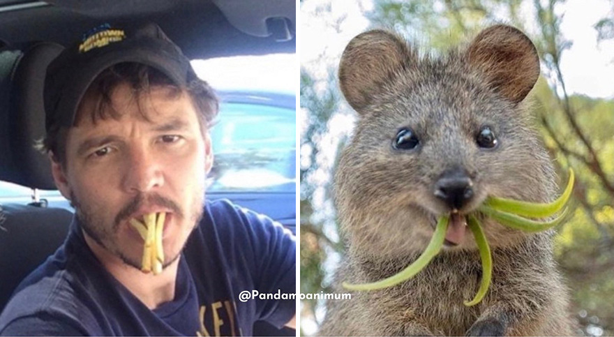 Twitter User Compares Pedro Pascal To Mushrooms And Squirrels And The Result Is Fun And Accurate (20 Pics)
