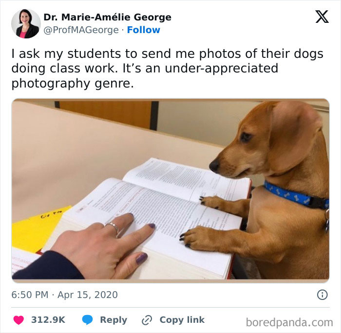 “When Your Study Buddy Has Paws But Aces the Assignment”