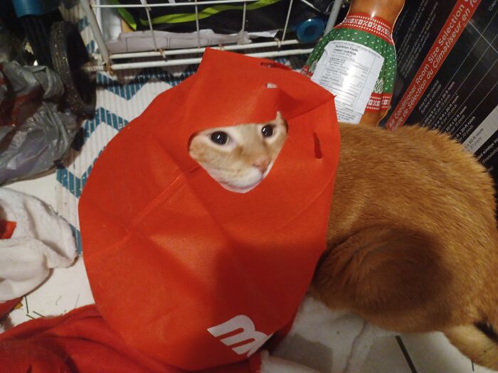 One Cat Can Be Found Between The Fridge And The Wall (He Likes To Sleep There), And The Other In A Grocery Bag While I Was Cleaning (He's Just Weird)