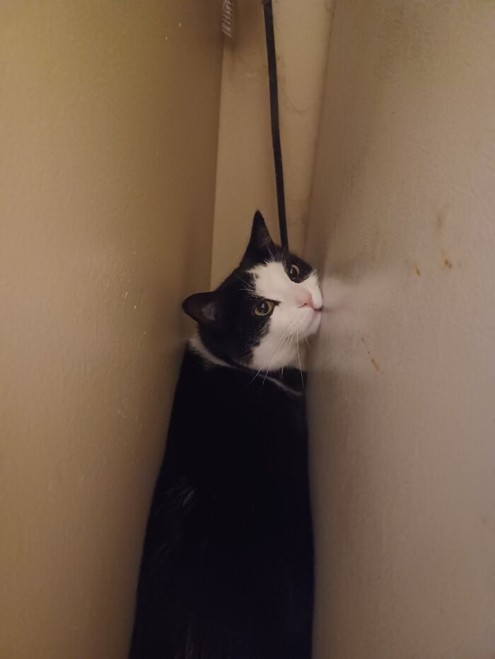 Here's The Cat Between The Fridge And The Wall (It Didn't Add It With The Other)