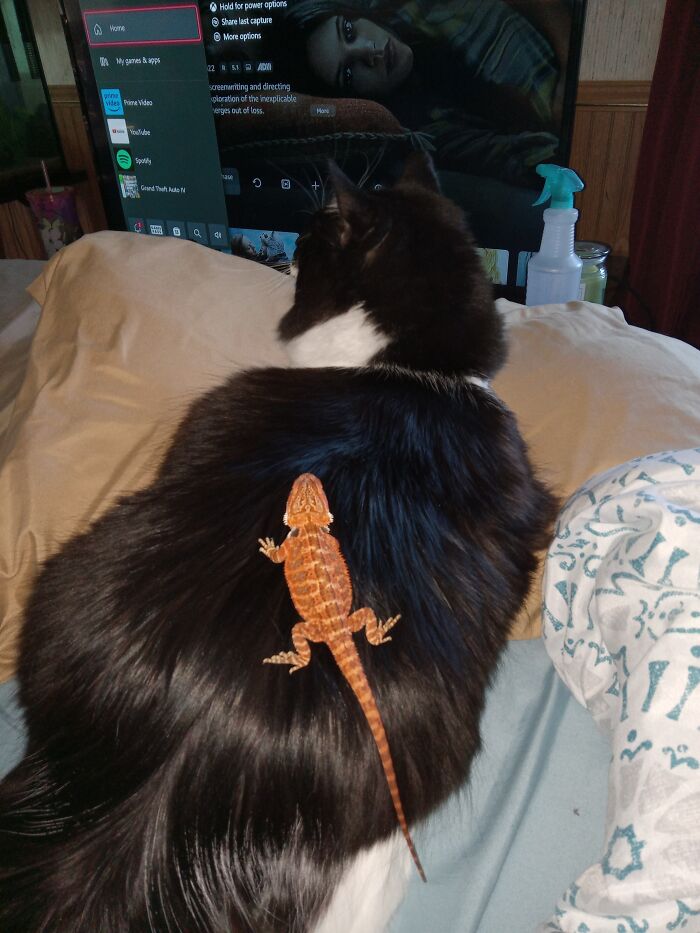 Vandyke The Bearded Dragon Getting Warm On His Big Brother, Maverick's Back!