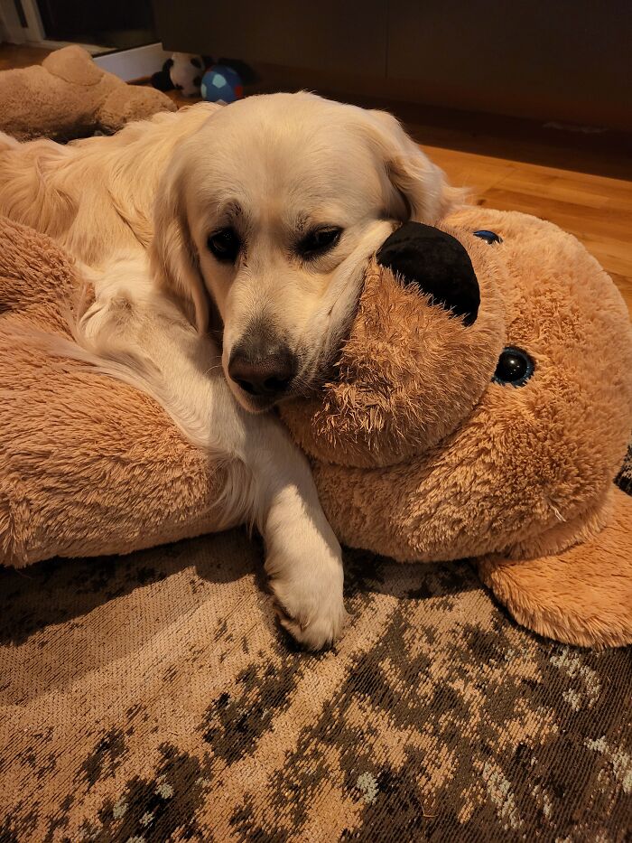 Emotional Support Plushy