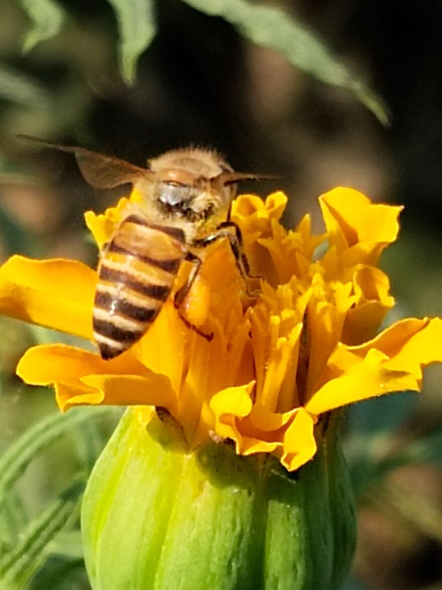 Bee On Marigold