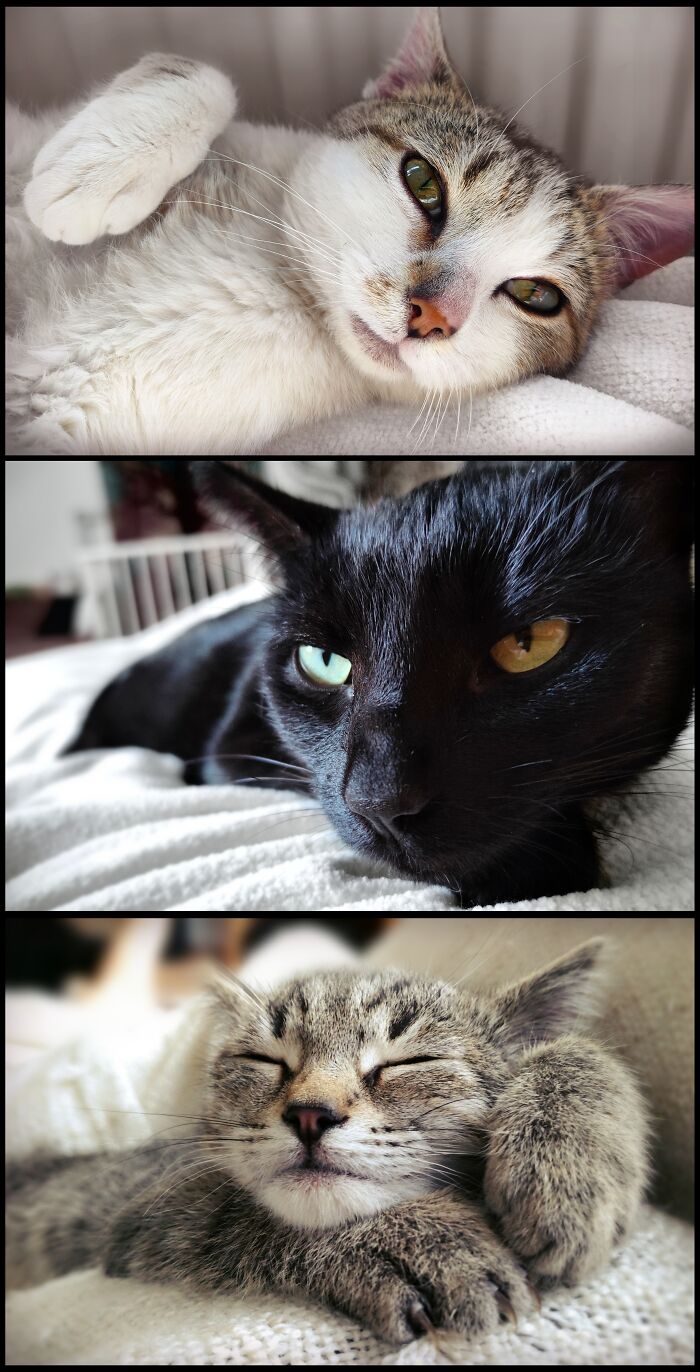 Sigma And Siblings Sombra & Genji (Three Rescues)