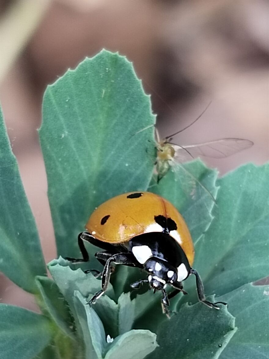 Ladybug!